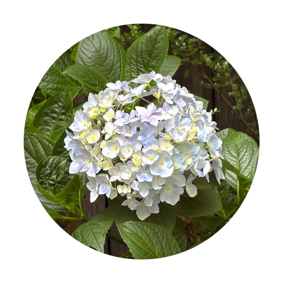 可灵V3.0：绣球花瓣变蝴蝶+曼陀罗呼吸感，这运镜思路可以学！