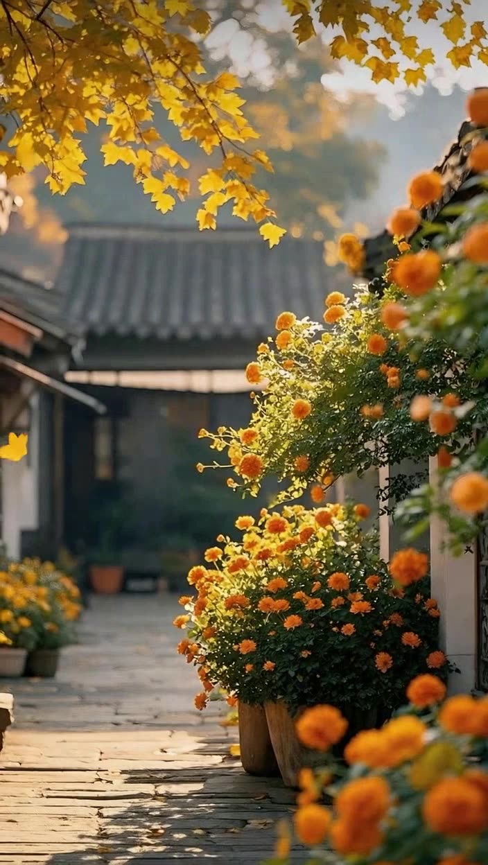 即梦秋日古巷慢镜头 | 金橙治愈系视频太美啦