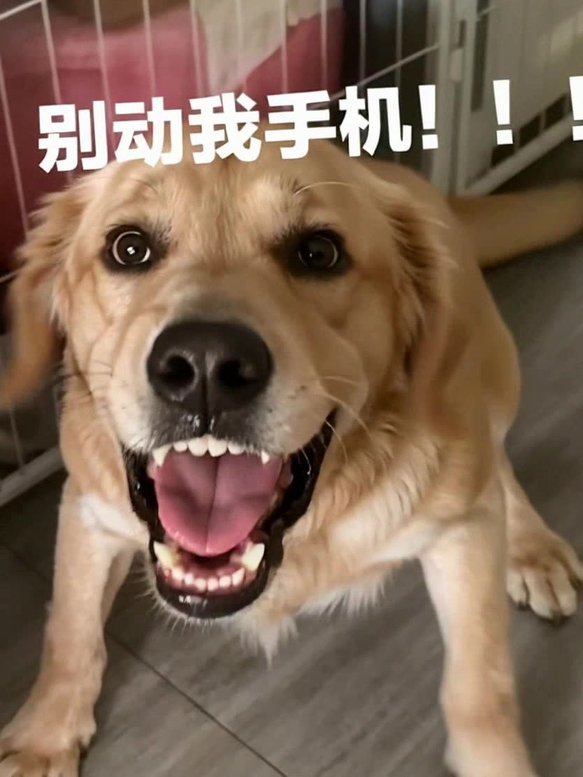 即梦萌宠视频 | 狗狗张嘴动作循环的提示词分析