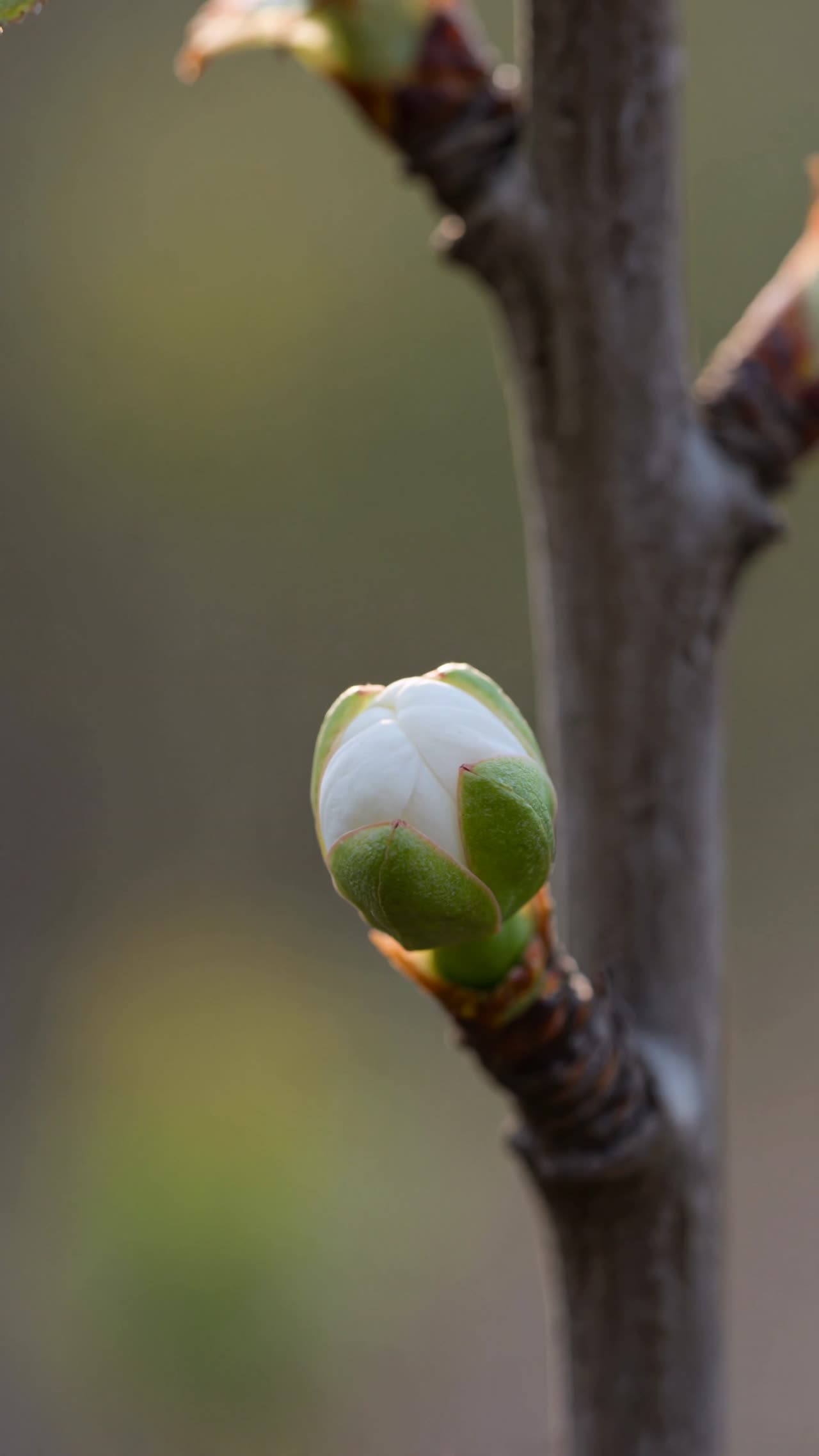 可灵『生命觉醒』：微观视角下的情绪流转与镜头节奏