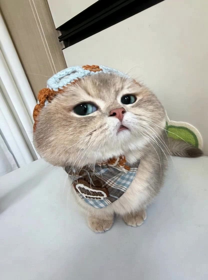 即梦发现！仰拍金渐层猫咪视频，圆滚滚小可爱大眼睛看化了